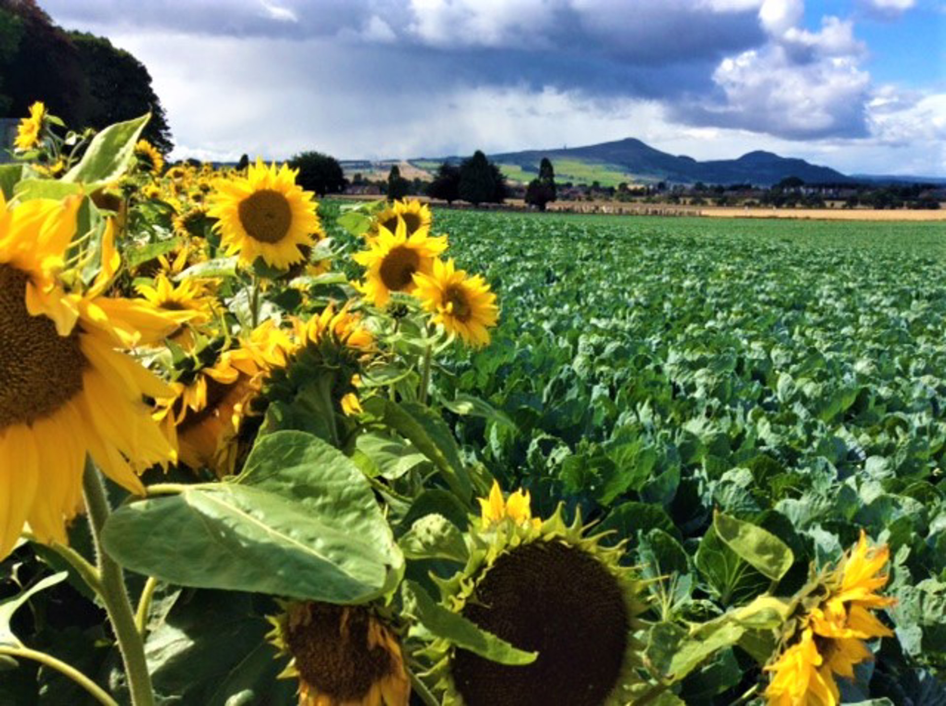 Sunflowers Sprout Field 2018Enhanced