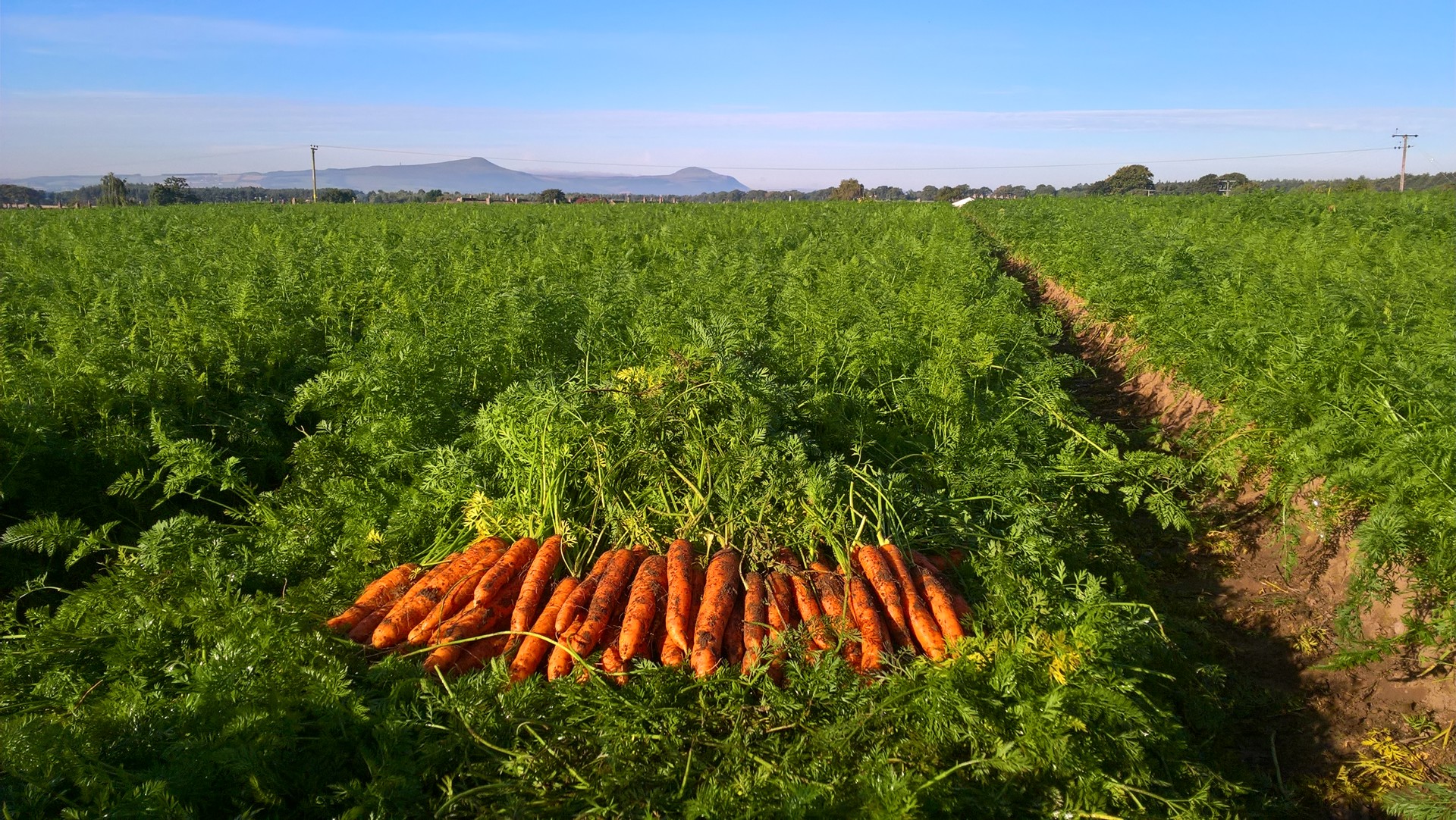 Background image - Springfield 6 + 8 Sep 2017 10