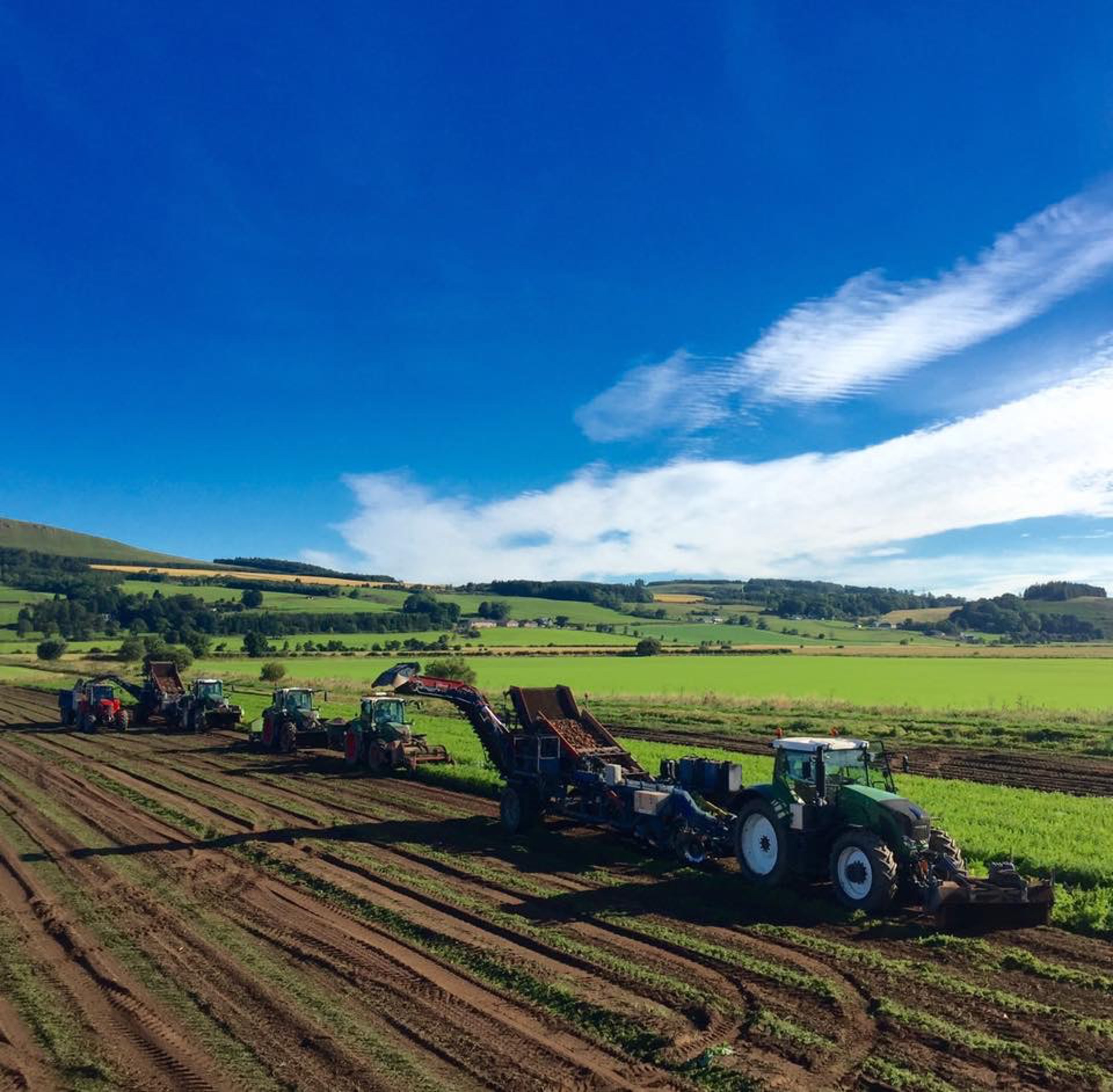 Background image - Carrot Harvesting Orwell Aug 2016 (1)