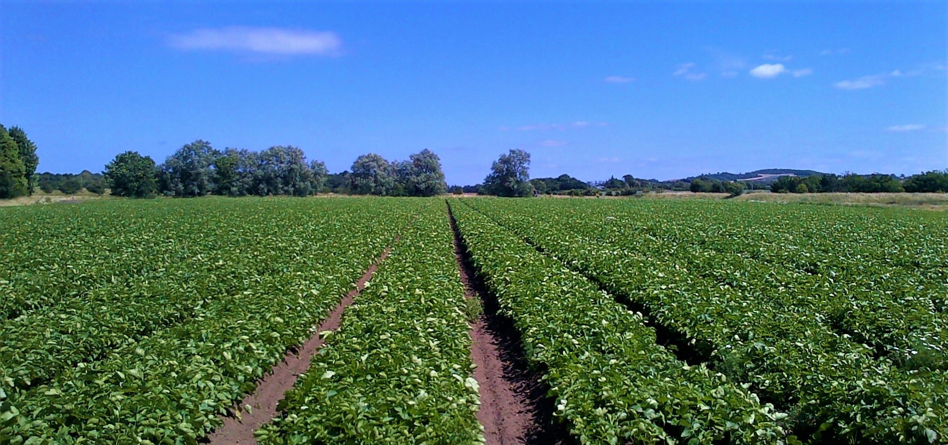 Background image - Ver2 Aberlady Watties Dyke2 (002)