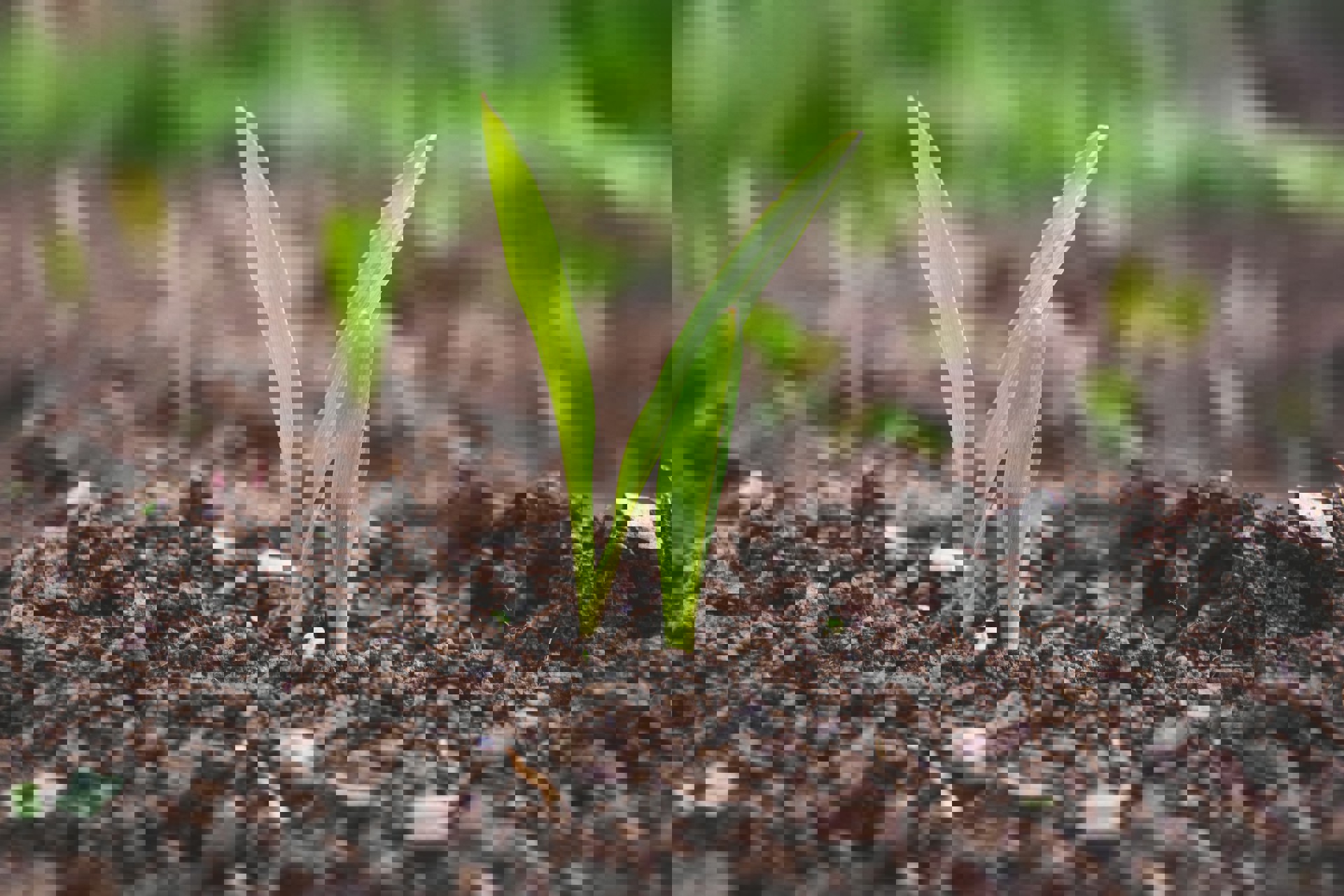 Background image - Growing Sustainability