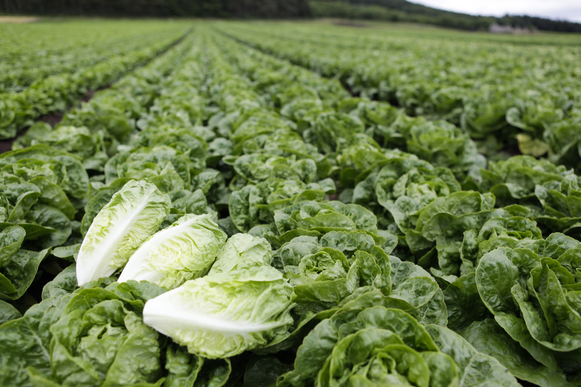 Background image - Lettuce Pic