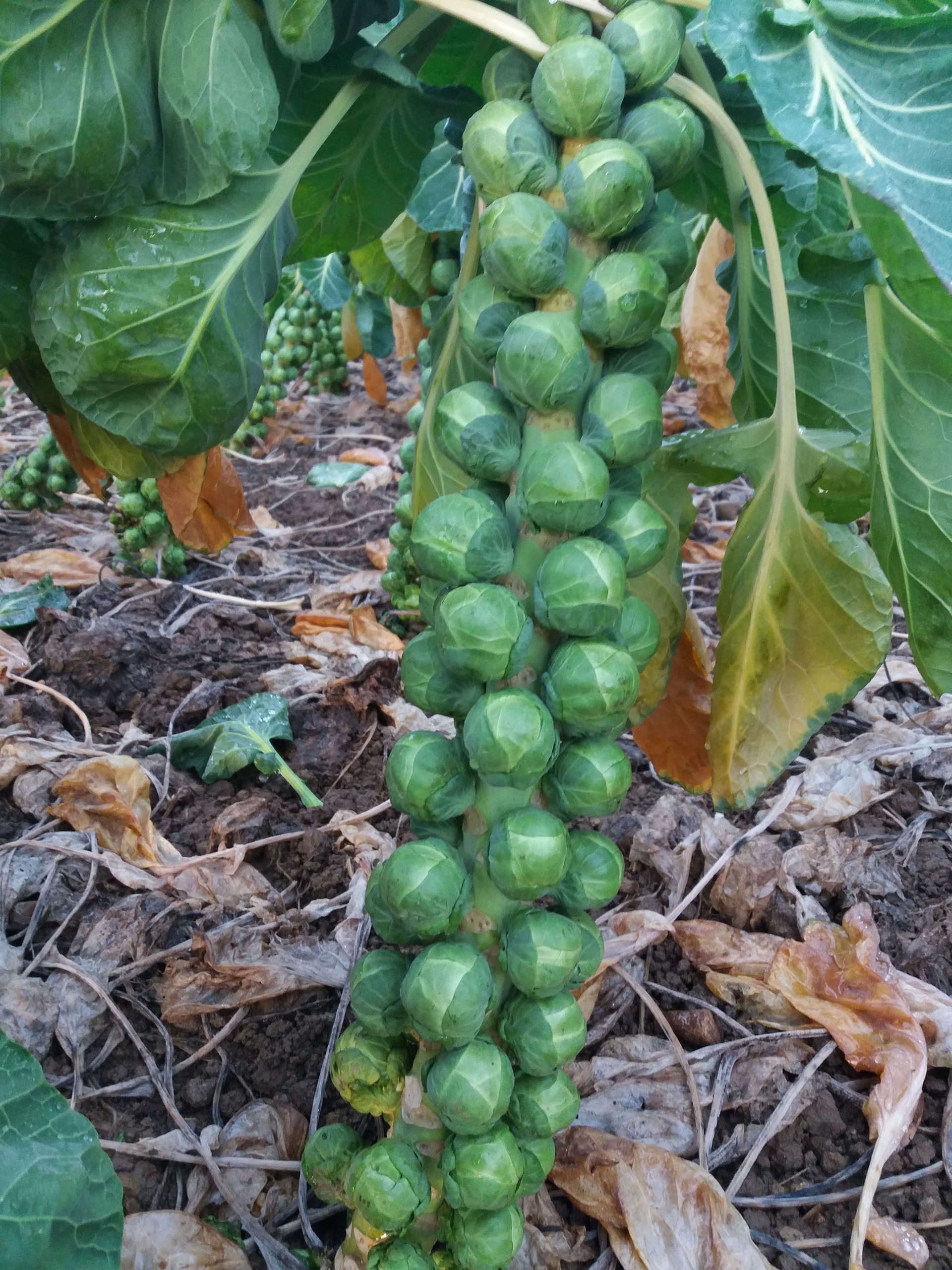 Background image - 20181217 145121